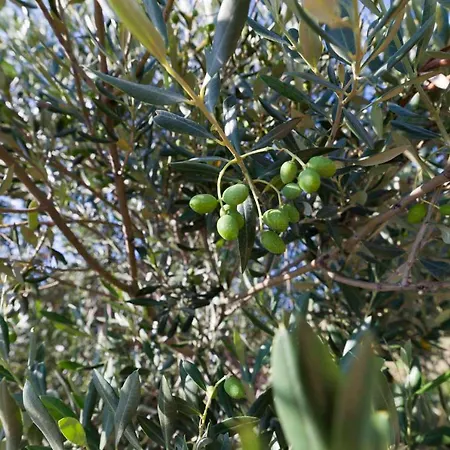 4 Fortresses * シベニク